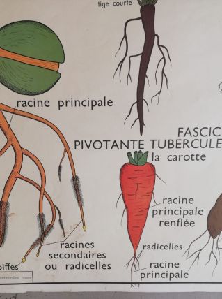 Affiche scolaire sciences 