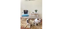 Fauteuil Bull dog