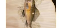 Set de 9 assiettes forme coquillage en porcelaine 