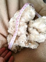 Corail Blanc Fossilisé – 1,628 kg