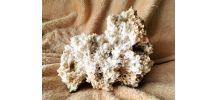 Corail Blanc Fossilisé – 1.726 kg