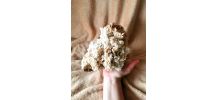 Corail Blanc Fossilisé – 1.726 kg