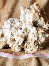 Corail Blanc Fossilisé – 1.726 kg
