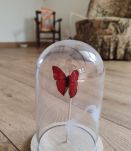 Cloche avec un papillon vintage rouge