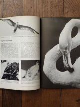 Les Oiseaux- Le Monde Vivant- Roger Tory Peterson- Life 