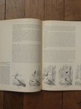 Les Oiseaux- Le Monde Vivant- Roger Tory Peterson- Life 