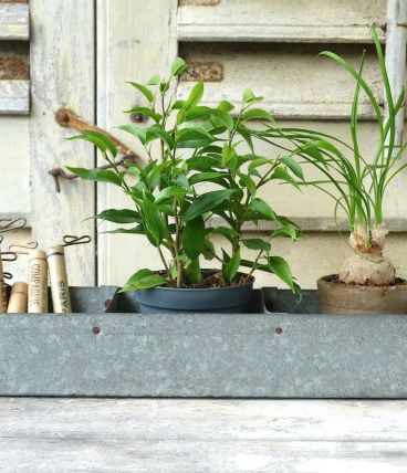 Petit casier en zinc - vide poche - cache pot pour petites p