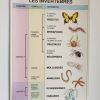 Affiche pédagogique scolaire vintage Les invertébrés 