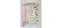Affiche pédagogique scolaire vintage Les invertébrés 