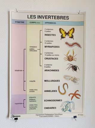 Affiche pédagogique scolaire vintage Les invertébrés 