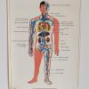 Affiche pédagogique scolaire L'homme la circulation 1995