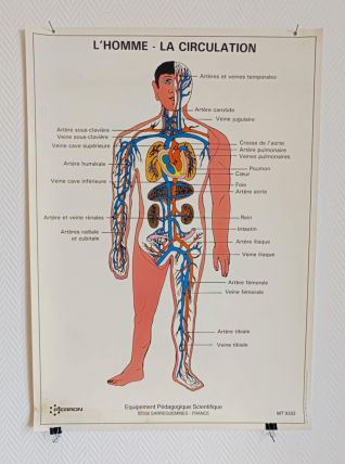 Affiche pédagogique scolaire L'homme la circulation 1995