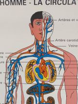 Affiche pédagogique scolaire L'homme la circulation 1995
