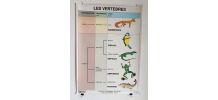 Affiche vintage scolaire pédagogique "Les vertébrés" 