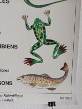 Affiche vintage scolaire pédagogique "Les vertébrés" 