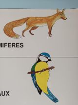 Affiche vintage scolaire pédagogique "Les vertébrés" 