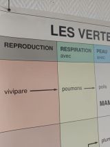 Affiche vintage scolaire pédagogique "Les vertébrés" 