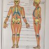 Affiche pédagogique scolaire L'homme son squelette 