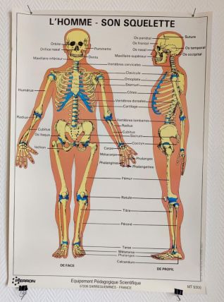 Affiche pédagogique scolaire L'homme son squelette 