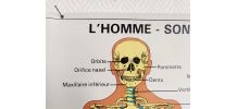 Affiche pédagogique scolaire L'homme son squelette 