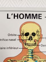 Affiche pédagogique scolaire L'homme son squelette 