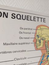 Affiche pédagogique scolaire L'homme son squelette 
