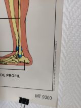 Affiche pédagogique scolaire L'homme son squelette 