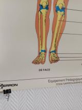 Affiche pédagogique scolaire L'homme son squelette 