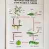 Affiche pédagogique scolaire vintage 