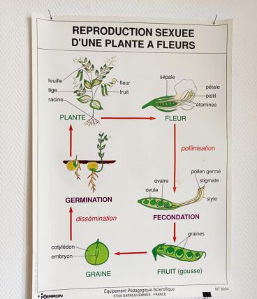Affiche pédagogique scolaire vintage 