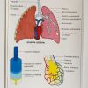 Affiche pédagogique scolaire "L'appareil respiratoire"