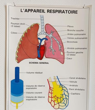 Affiche pédagogique scolaire "L'appareil respiratoire"