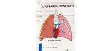 Affiche pédagogique scolaire "L'appareil respiratoire"