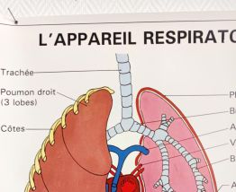Affiche pédagogique scolaire "L'appareil respiratoire"