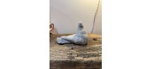 Oiseau pigeon