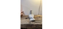 Oiseau pigeon