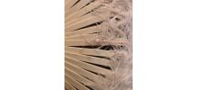 Eventail ancien en plumes 
