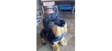 Peluche chien 