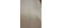 Plat en Porcelaine Anglaise
