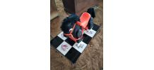 Poney Vintage Clairbois