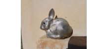 Lapin tirelire