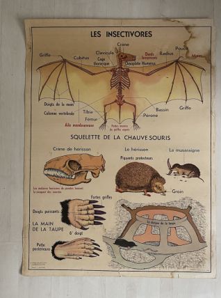 Affiche scolaire vintage Les animaux insectivores / Lapin