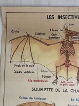 Affiche scolaire vintage Les animaux insectivores / Lapin