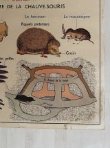 Affiche scolaire vintage Les animaux insectivores / Lapin