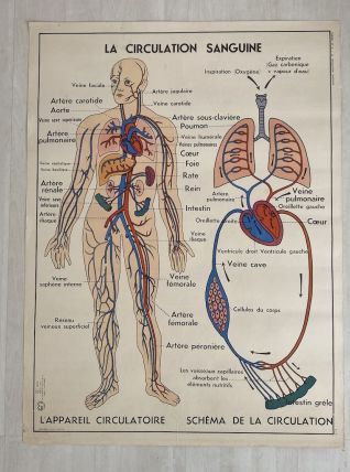 Affiche scolaire vintage Circulation sanguine / digestion