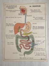 Affiche scolaire vintage Circulation sanguine / digestion