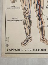 Affiche scolaire vintage Circulation sanguine / digestion