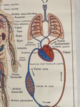 Affiche scolaire vintage Circulation sanguine / digestion