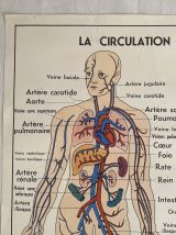 Affiche scolaire vintage Circulation sanguine / digestion