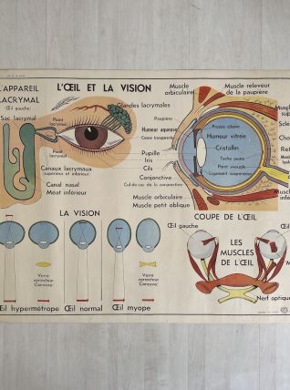 Affiche scolaire L'oeil et la vision